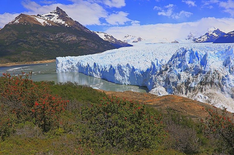 莫雷诺冰川和红色野花，阿根廷湖- El Calafate，巴塔哥尼亚